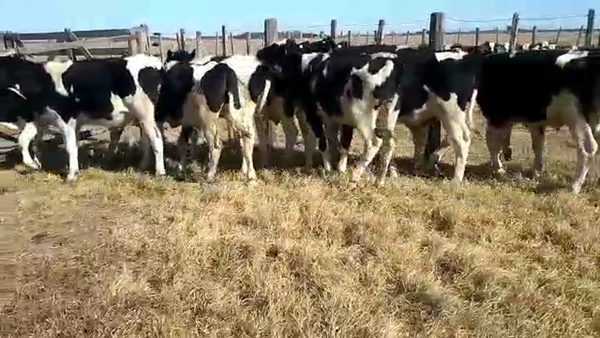 Lote 15 Terneros en Palacios, Santa Fe