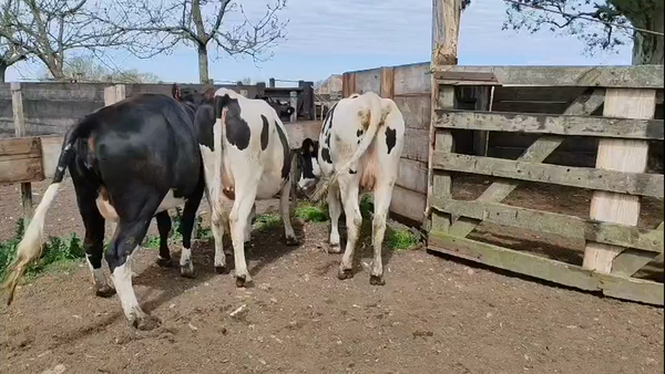 Lote 3 Vaquillonas  450kg - , San José