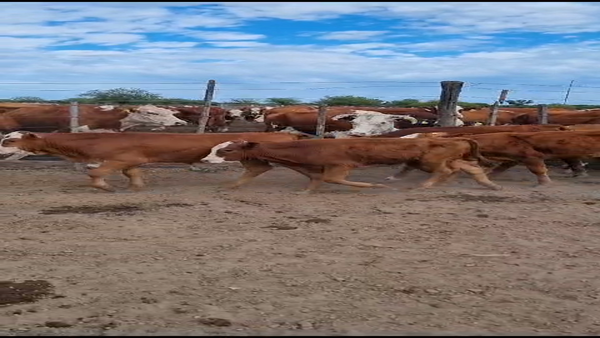 Lote 70 Terneros/as Braford en Curupayti, Santa Fe
