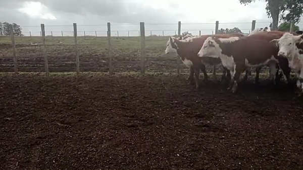 Lote 24 Vaquillonas 1 a 2 años hereford definido 205kg -  en colonia italia