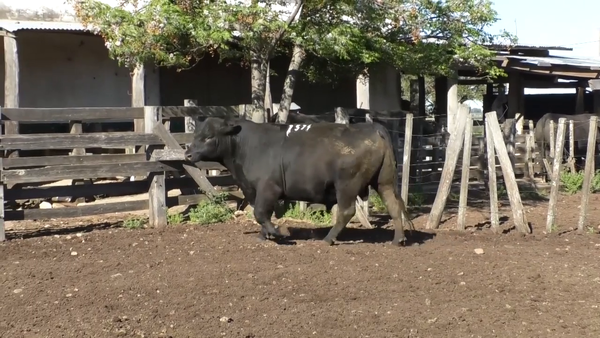 Lote Toro 3 Años