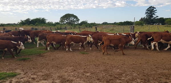 Lote 80 Terneros/as en Goya, Corrientes