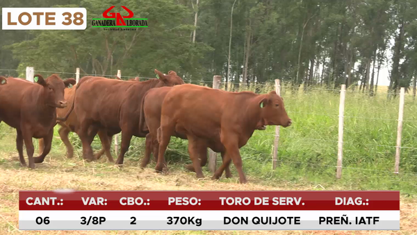 Lote LOTE 38