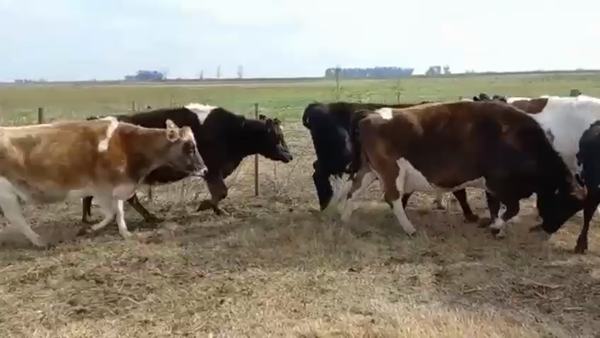 Lote El Pangare de Micheo