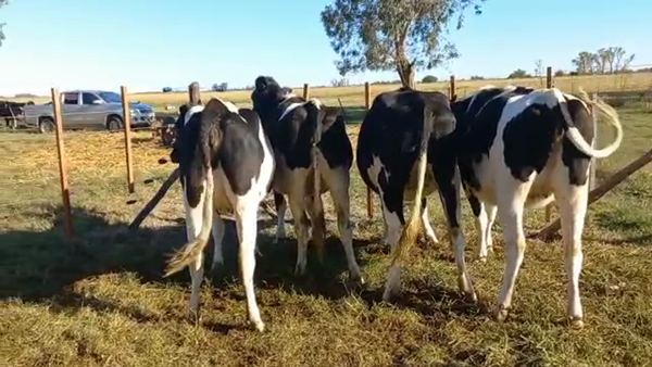 Lote Vaquillonas Preñadas- Elvira Julia