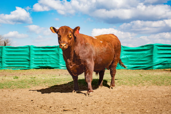 Lote Toros
