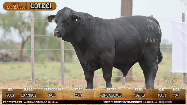 Lote LOTE 1 - VIVO