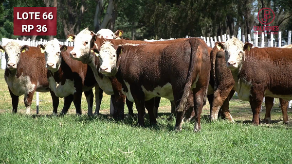 Lote VAQUILLONAS PREÑADAS PR Polled Hereford -PARICION OTOÑO 2026-