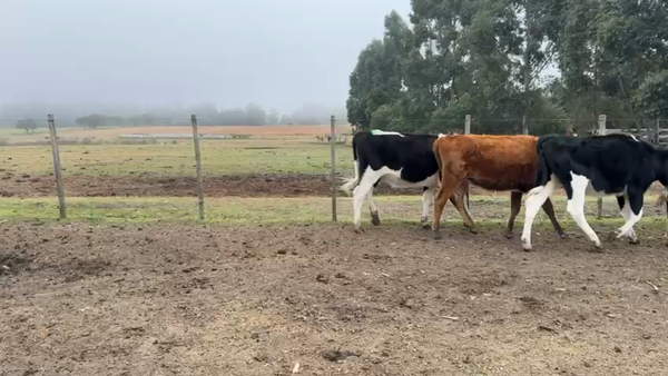 Lote VAQUILLONAS 1 a 2 AÑOS