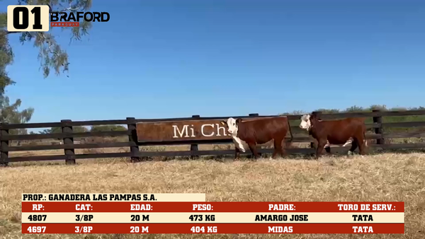 Lote LOTE 1