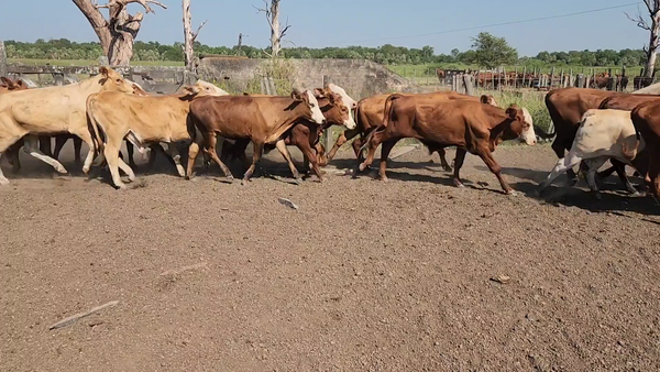 Lote 110 Terneros en Clorinda, Formosa