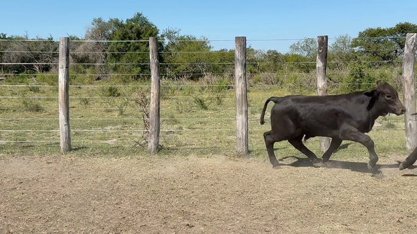 Lote 120 Terneros en Corrientes, Sauce