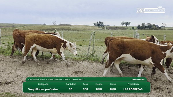 Lote 30 Vaquillonas Vacas Preñadas 360kg - , Cerro Largo