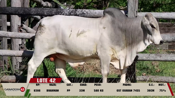 Lote LOTE 42