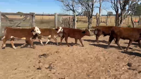 Lote 140 Vacas con Cría  en Corrientes, San Roque