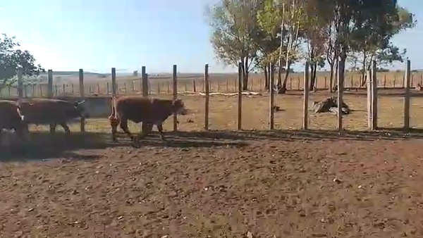 Lote 11 Terneros
