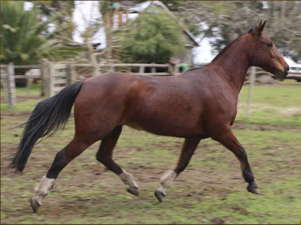 Lote Santa Gloria Campanilla