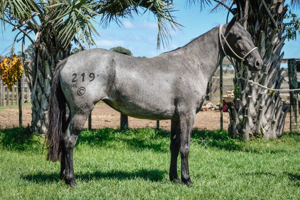 Lote COCORITA LA CALAVERA