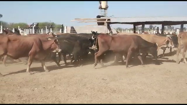 Lote 51 Vacas de invernar en Tintina, Santiago del Estero