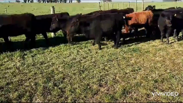 Lote 103 Terneras en Loberia, Buenos Aires