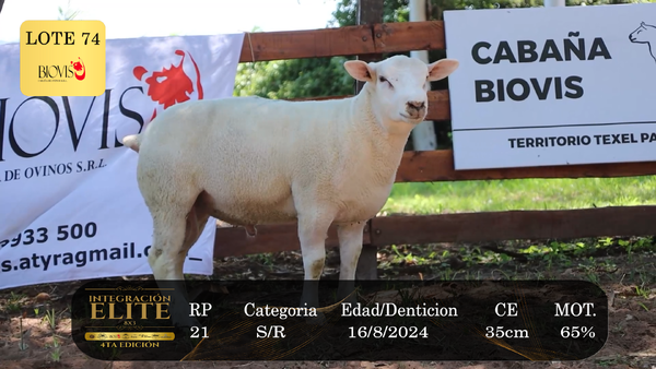 Lote LOTE 74