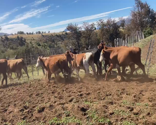 Lote 50 Novillo Engorda en Coyhaique, XI Región Aysén