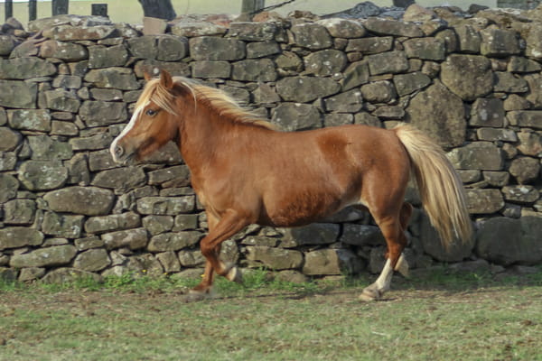 Lote Pony hembra.