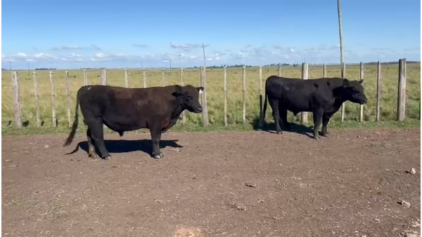 Lote Lote 2 - La Firmeza