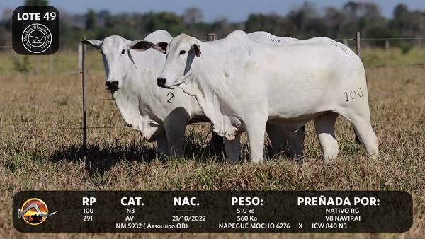 Lote LOTE 49
