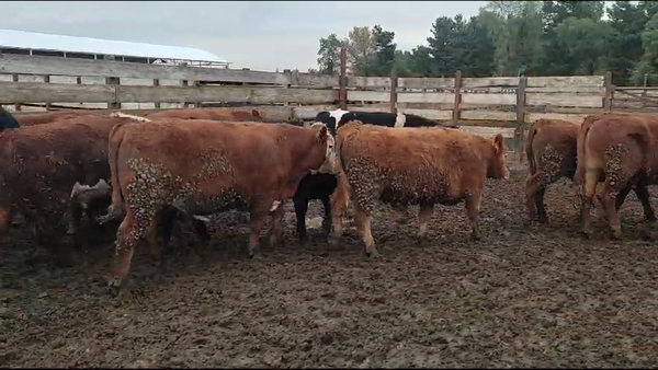 Lote 20 Novillo Gordo en Los Ángeles, VIII Región Biobío