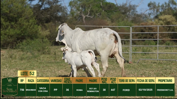 Lote LOTE 52