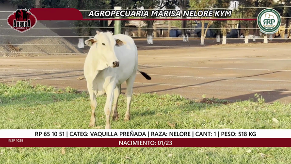 Lote VAQUILLA PREÑADA
