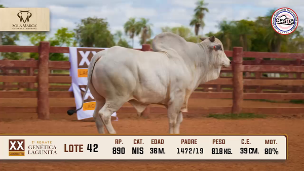 Lote Lote 42