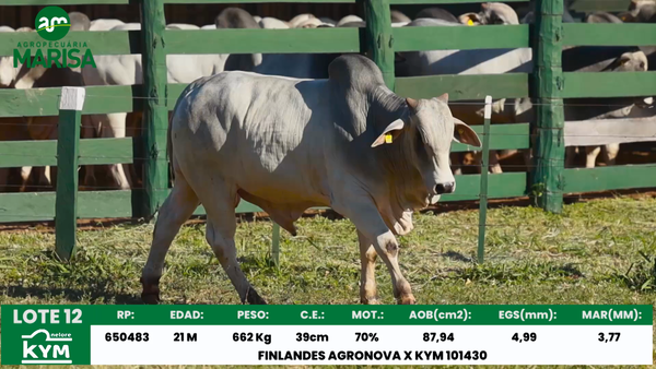 Lote Lote 12