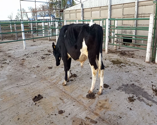 Lote TORO RP34 SUBLANE