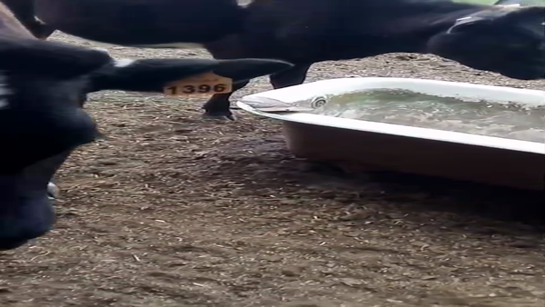 Lote Terneros y Terneras