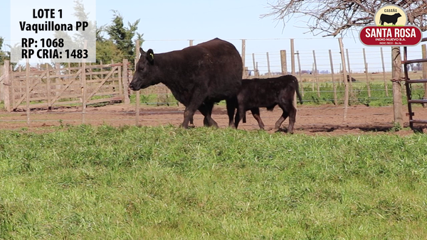 Lote VAQUILLONAS CON CRIA