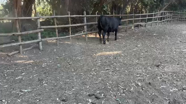 Lote 23 Novillo Gordo en Paine, Región Metropolitana