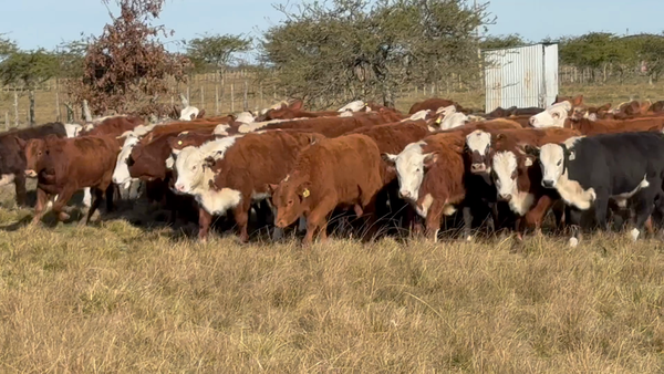 Lote 70 Terneros/as en Corrientes, Mercedes