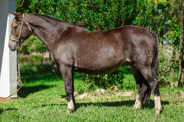 Lote CATANDUVA VISTOSA