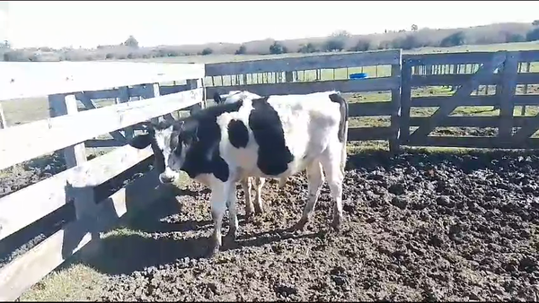 Lote 2 Terneros Holando en Mundo Azul