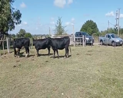 Lote 4 Vaquillonas 1 a 2 años HEREFORD Y CRUZAS 360kg - , San José