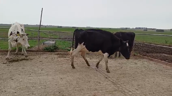 Lote (Vendido)3 Industria 500kg -  en RUTA 23