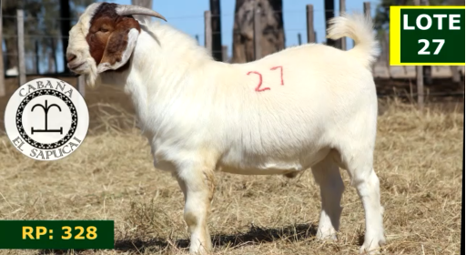 Lote CAPRINOS MACHOS 27