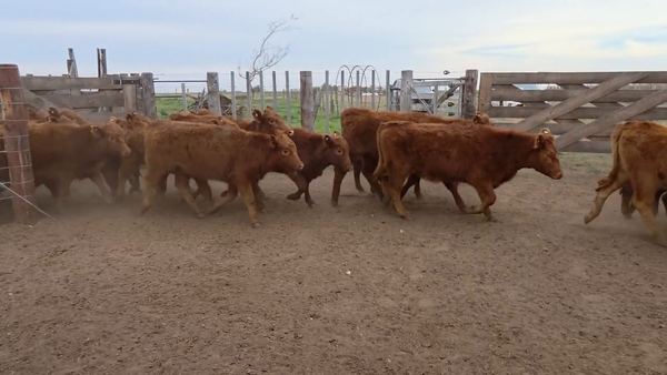 Lote 90 Terneras en La Pampa, Alta Italia