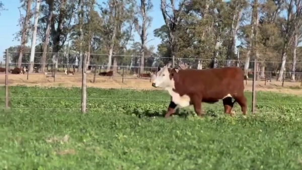 Lote CABAÑA LOS CHARABONES
