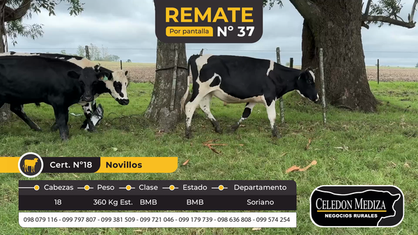 Lote 17 Novillos en Soriano