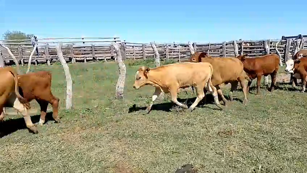 Lote 130 Terneros/as