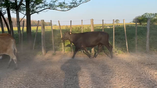 Lote 34 Vacas de invernar en Virasoro, Corrientes
