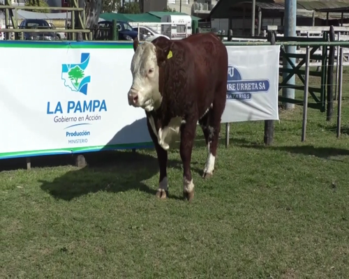 Lote Toro Polled Hereford PR - Cabaña Peuma Yen B594